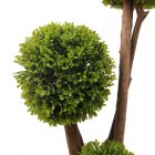Buxus ornamental cu bile verzi